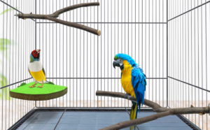 blue-and-yellow macaw