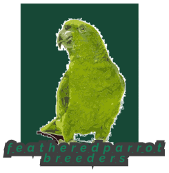 African Grey parrot-featheredparrotbreeders